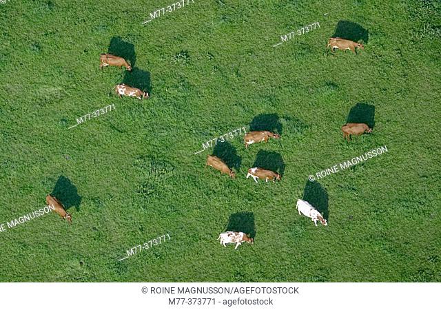 Cows. Värmland. Sweden