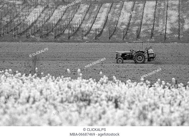 Work in the fields of Franciacorta , province of Brescia, Italy