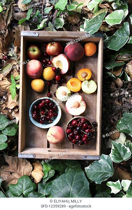 Fresh stone fruits in a wooden box, surrounded by leaves (top view)