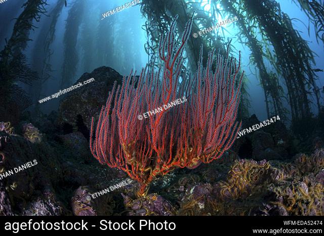 Red Gorgonian Whip Coral, Lophogorgia chilensis, Channel Islands, California, USA