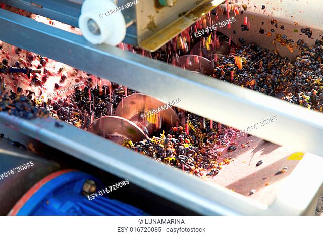 corkscrew crusher destemmer in winemaking with cabernet sauvignon grapes