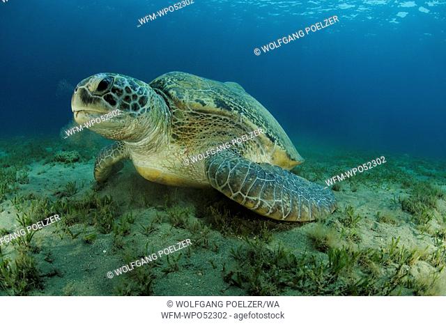 Green Sea Turtle, Chelonia mydas, Abu Dabab, Marsa Alam, Red Sea, Egypt