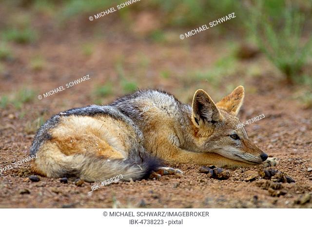 Black-backed Jackal (Canis mesomelas), adult, resting, lying, Pilanesberg National Park, Pilanesberg Game Reserve, South Africa