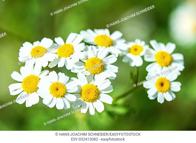 feverfew, medicinal plant with flower