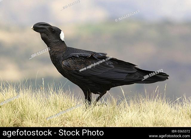 Archraven, thick-billed ravens (Corvus crassirostris), corvids, songbirds, animals, birds, Thick-billed Raven adult, walking on grass, Simien Mountains