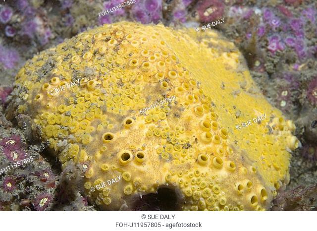 Boring Sponge Cliona celata, Gouliot Caves, Sark, Channel Islands, UK