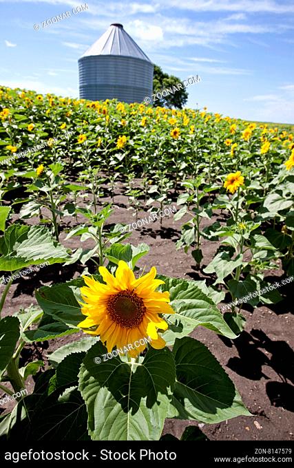 Sunflower Field Manitoba yellow flower blue sky