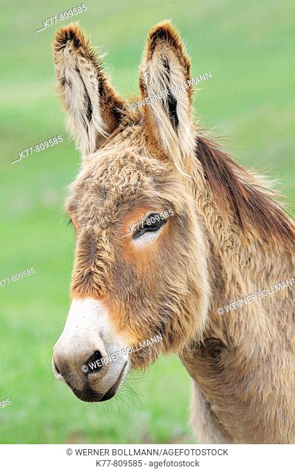 Domestic Donkey (Equus africanus f. asinus). Custer State Park, South Dakota, USA