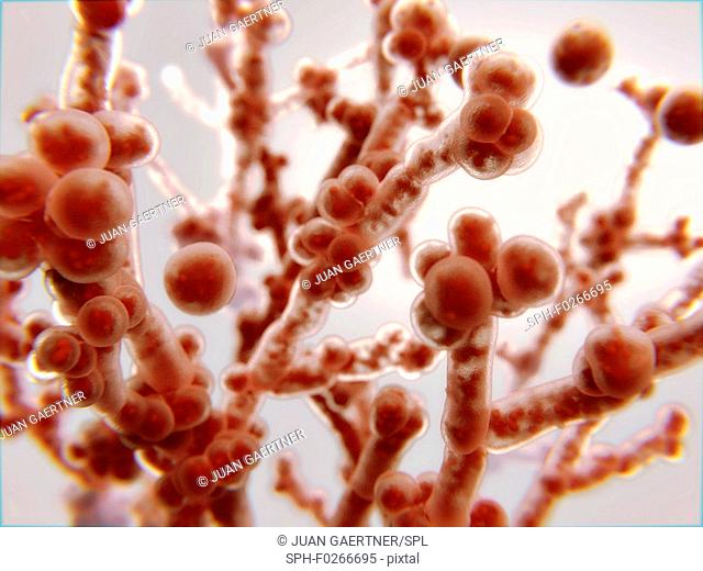 Candida albicans fungus, illustration. C. albicans is a yeast found in the gut, mouth and genital tract of around 40-60 % of adults