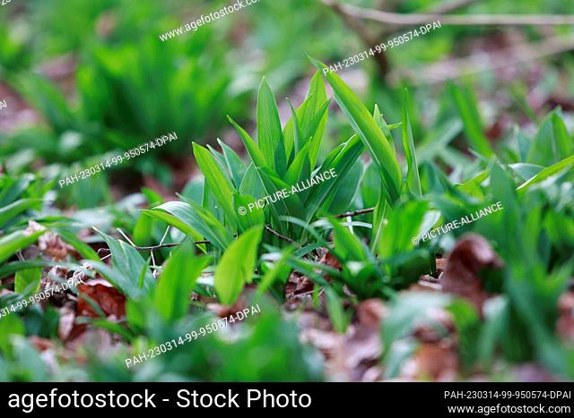 14 March 2023, Saxony-Anhalt, Quedlinburg: Wild garlic grows in large quantities in a landscape park on the Brühl in the Harz town of Quedlinburg