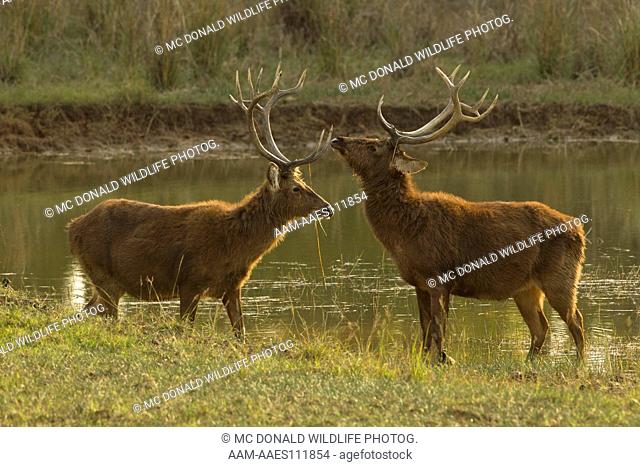 Barasingha, Swamp Deer (Rucervus duvaucelii) males standing at river's edge, endangered, Kanha National Park, Madhya Pradesh, India, Asia