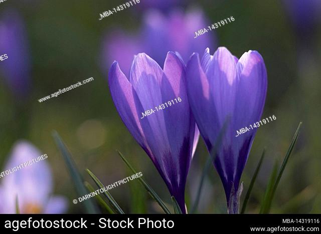 Colorful crocus blossom in Husum castle park, Germany