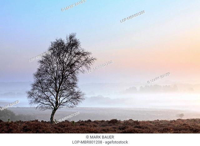 A lone tree at Mogshade Hill in the New forest