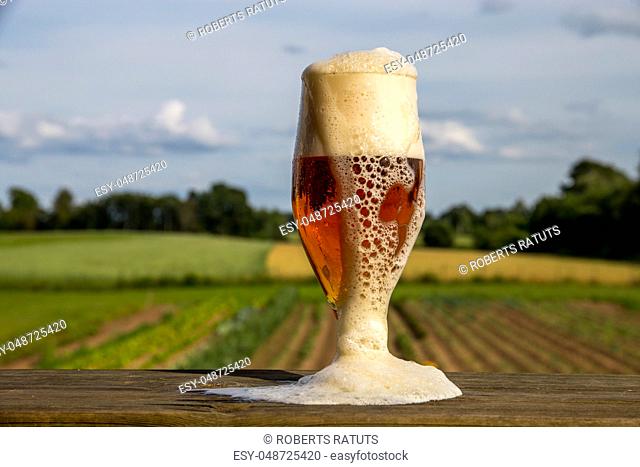 Glass of light beer with foam and bubbles on wooden table on summer landscape background. Beer is an alcoholic drink made from yeast-fermented malt flavoured...
