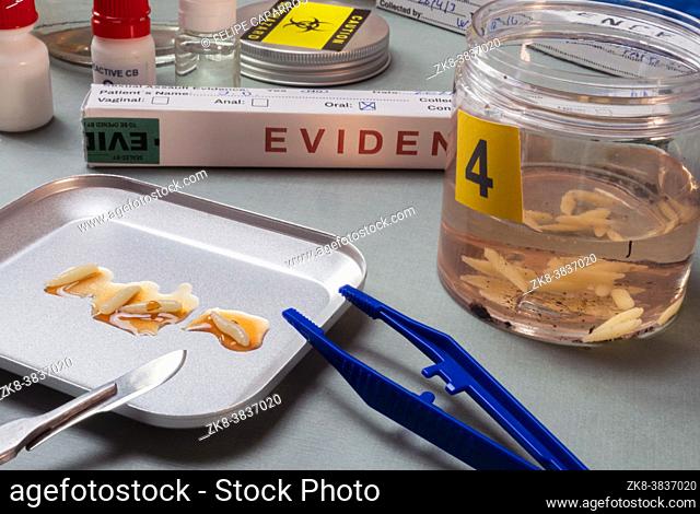 Analysis of larvae from corpse involved in murder in crime lab, conceptual image