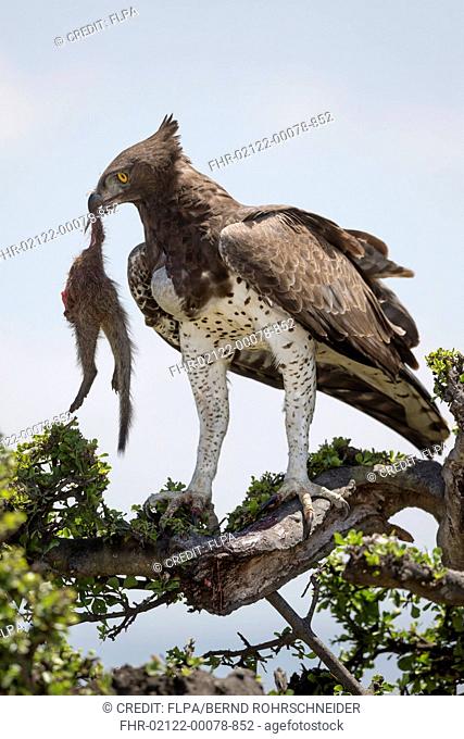 Martial Eagle (Polemaetus bellicosus) adult, with Banded Mongoose (Mungos mungo) prey in beak, perched on branch, Maasai Mara National Reserve, Kenya, August
