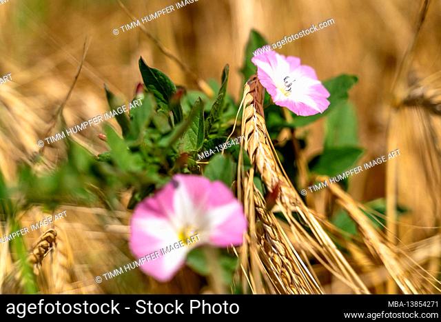 Europe, Germany, Baden-Wuerttemberg, Ludwigsburg district, Bietigheim-Bissingen, pink flowers with a white star on a field
