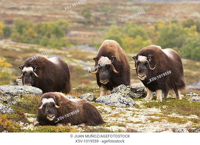 Family muskoxen expectantly. Dovrefjell National Park. Norway. Europe