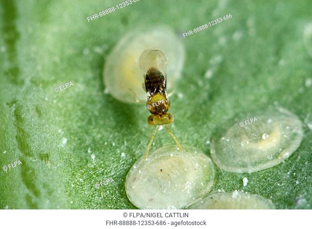 An adult parasitoid wasp, Encarsia tricolor, laying eggs, ovipositing in larval scales of cabbage whitefly, Aleyrodes proletella