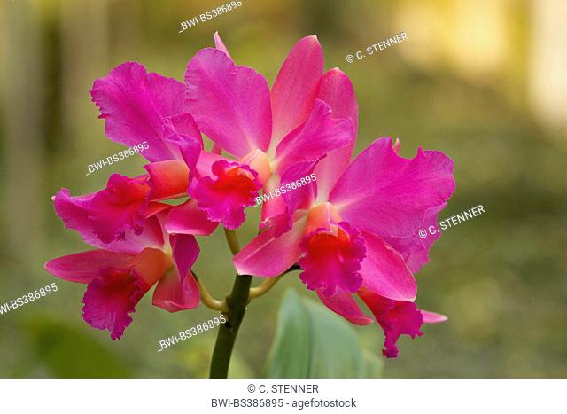 Cattleya orchid (Cattleya spec.), flower