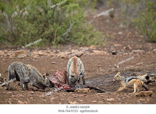 Spotted hyena (Crocuta crocuta) and black-backed jackal (Canis mesomelas) at a zebra carcass, Kruger National Park, South Africa, Africa