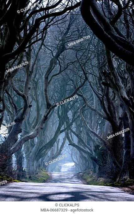 The Dark Hedges, County Antrim, Ballymoney, Northern Ireland