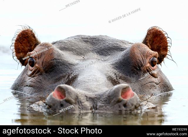 Common hippopotamus or hippo (Hippopotamus amphibius). Eastern Shores. iSimangaliso Wetland Park. KwaZulu Natal. South Africa