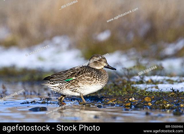 Common Teal (Anas crecca) adult female, walking at edge of water in snow covered wetland, Norfolk, England, United Kingdom, Europe