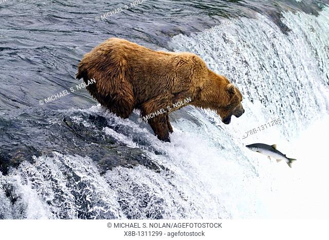 Adult brown bear Ursus arctos foraging for salmon at the Brooks River in Katmai National Park near Bristol Bay, Alaska, USA  Pacific Ocean  MORE INFO Every July...