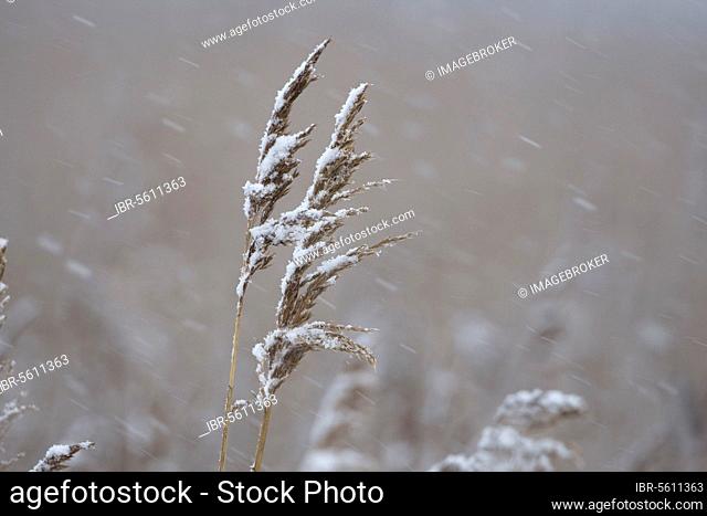 Common common reed (Phragmites australis) seed heads in snowfall, Norfolk, England, United Kingdom, Europe