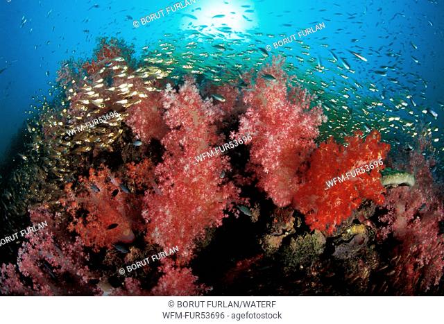 Soft Corals and Pygmy Sweepers, Dendronephthya sp., Phuket, Thailand