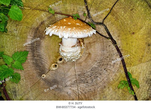 scalycap (Pholiota populnea, Pholiota destruens, Hemipholiota populnea), on log, Germany, Mecklenburg-Western Pomerania