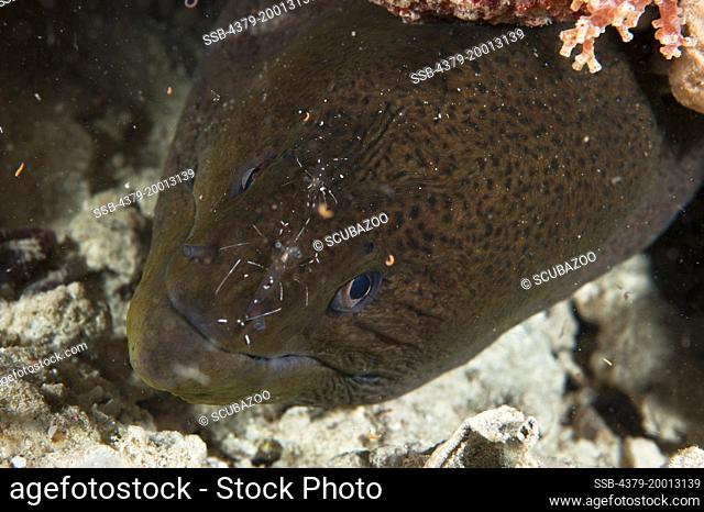 A Giant Moray Eel, Gymnothorax javanicus, being cleaned by a Cleaner Shrimp, Periclimenes, Dusit Thani, Maldives