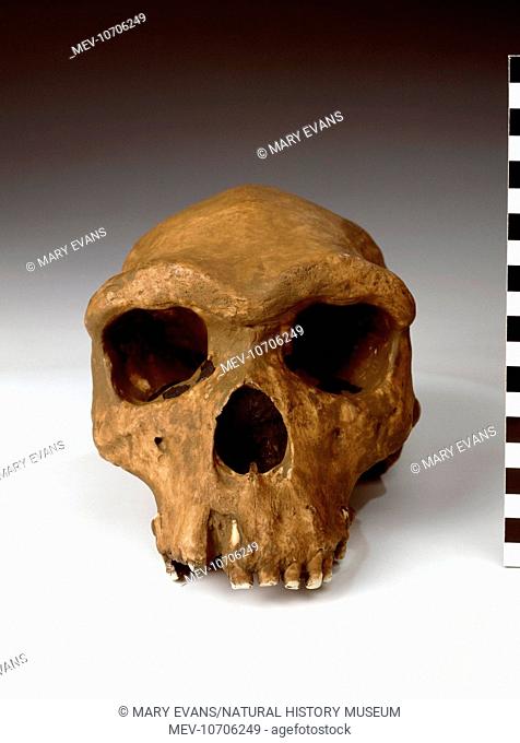 Frontal view of a cast of the cranium belonging to Broken Hill Man (Homo heildelbergensis) discovered at Broken Hill Mine, Kabwe, Zambia by T