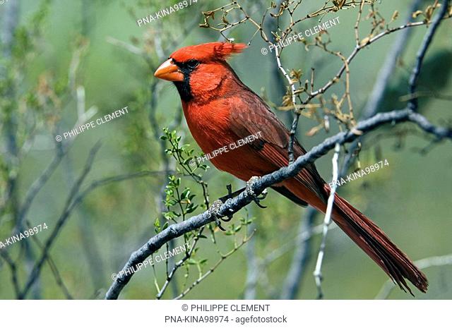 Common cardinal Cardinalis cardinalis - Arizona, United States of America, USA, North America