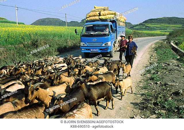 Goat herd blocking the road, Luoping, Yunnan, China