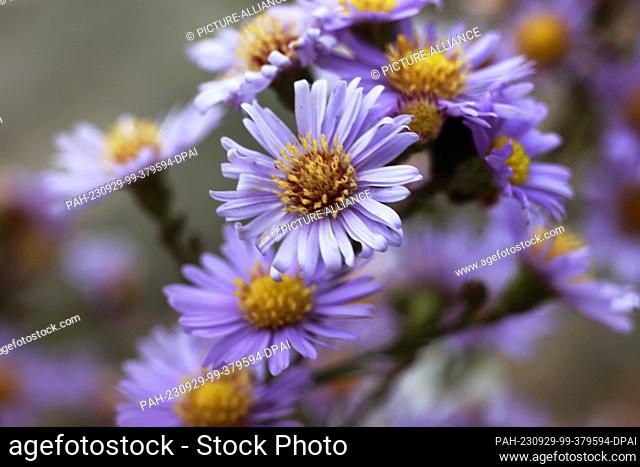 29 September 2023, Saxony-Anhalt, Schierke Am Brocken: A mertensia (Boraginaceae, also called bluebell) native to Pakistan blooms in the Brocken Garden