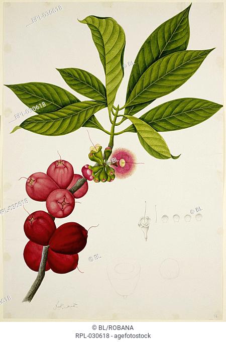 Malay Apple or Rose Apple, 'Eugenia Malaccensis' L.Myrtaceae. From an album of 40 drawings of plants made by Chinese artists at Bencoolen, Sumatra