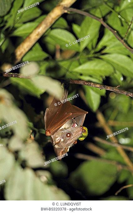 Peters's dwarf epauletted fruit bat, Dwarf epauleted bat (Micropteropus pusillus), haning at a branch feeding on a fig, Central African Republic, Sangha-Mbaere
