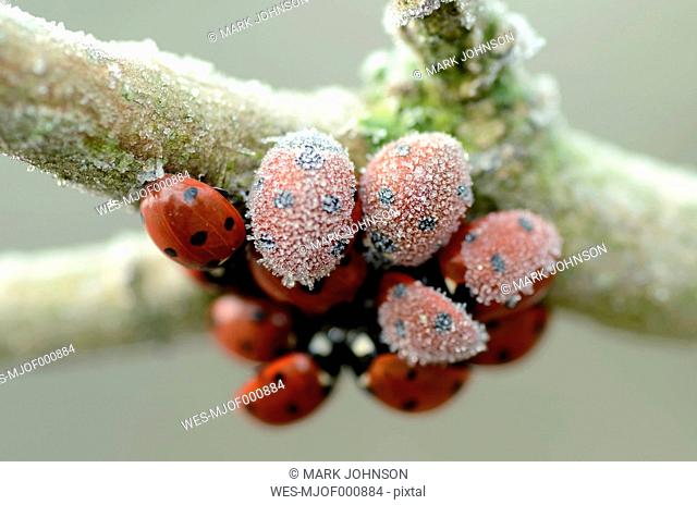 Seven-spotted ladybirds, Coccinella septempunctata, hanging at a twig covered with frost