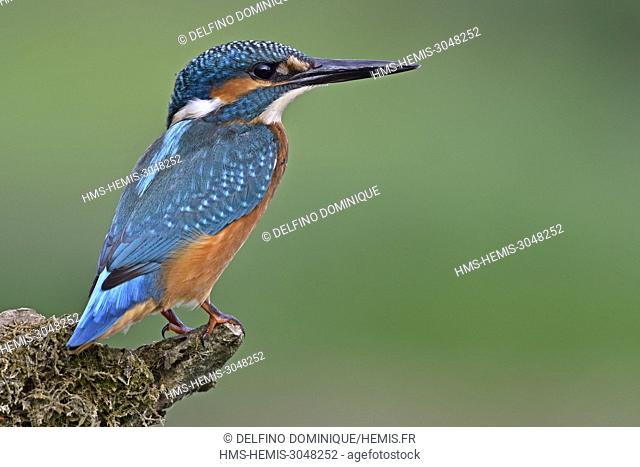 France, Doubs, natural area of the Allan, Brognard, Kingfisher of Europe (Alcedo atthis), juvenile perched on a branch dominating the surface of the water on...