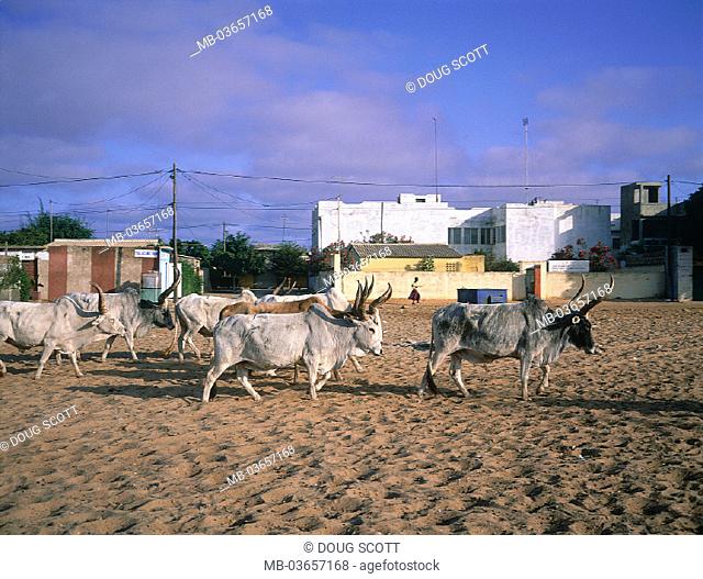 Senegal, Dakar, outskirts, cattle herd