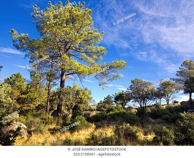 Concejo pinewood in Cadalso de los Vidrios. Madrid. Spain