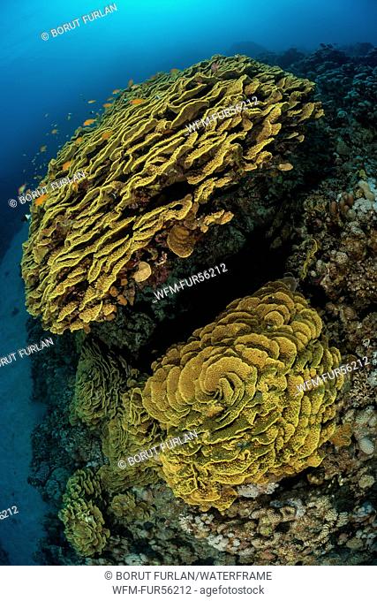 Yellow Waver Coral, Turbinaria mesenterina, Marsa Shagra, Red Sea, Egypt