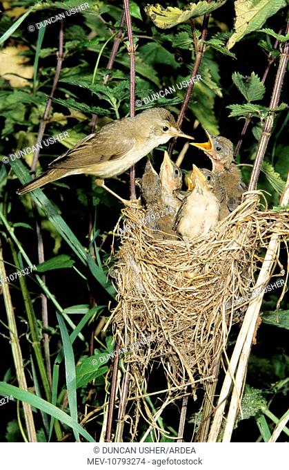 Marsh WARBLER - Adult feeding offspring at nest (Acrocephalus palustris)