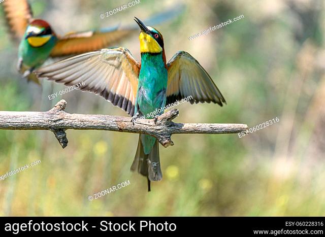 European bee-eater on a branch in spring. Germany