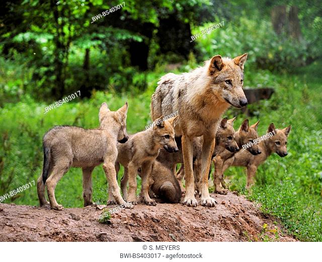 European gray wolf (Canis lupus lupus), wolf with pups, Germany, Bavaria