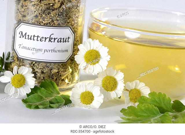 Cup of Fewerfew tea / (Tanacetum parthenium, Chrysanthemum parthenium)