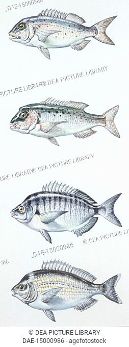 Zoology - Fishes - Perciformes - Sparidae - Common dentex (Dentex dentex), Dentex, Sharpsnout seabream (Diplodus puntazzo)
