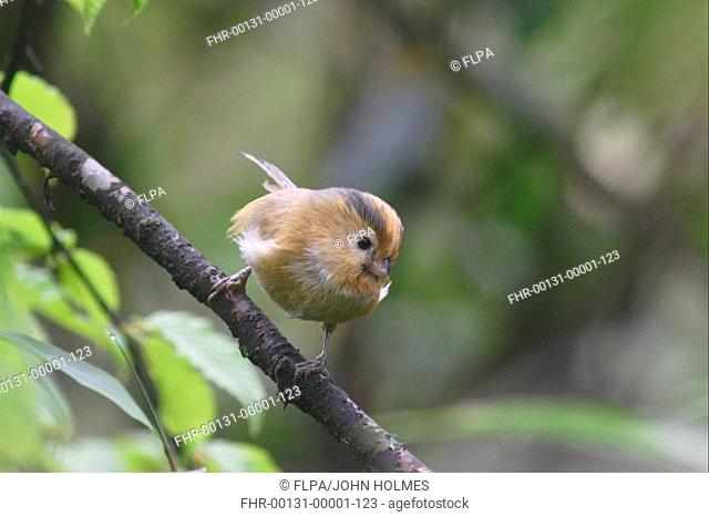 Fulvous Parrotbill Paradoxornis fulvifrons adult perched, Sichuan, China